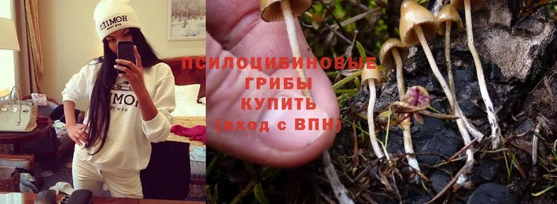 Галлюциногенные грибы Psilocybe  Покров 